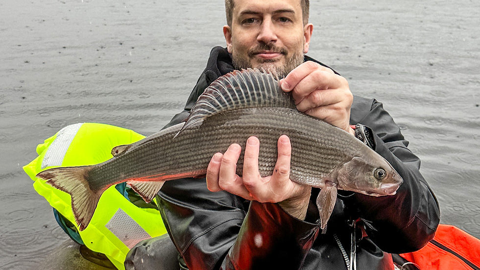 harrfiske vilhelmina